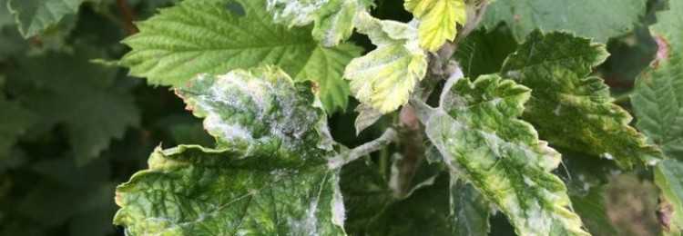 Белый налет на листьях смородины – чем опрыскивать и что делать при появлении мучнистой росы