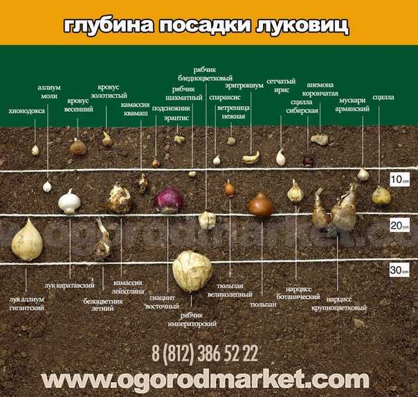 Правильная посадка гороха весной в открытый грунт семенами и рассадой: выращивание и уход