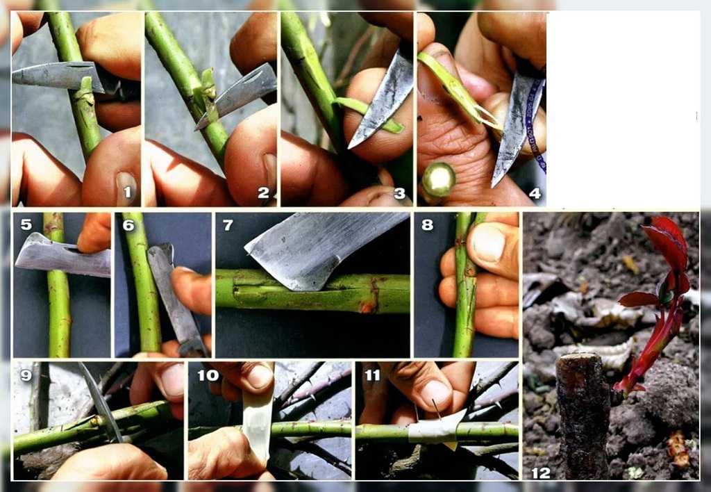 Размножение кипариса черенками в домашних условиях: как укоренить веточку, как посадить и вырастить дерево из ветки