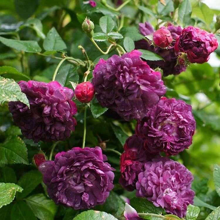 Фиолетовые розы ?: сиреневые, лиловые розы, фото, сорта | qlumba.com