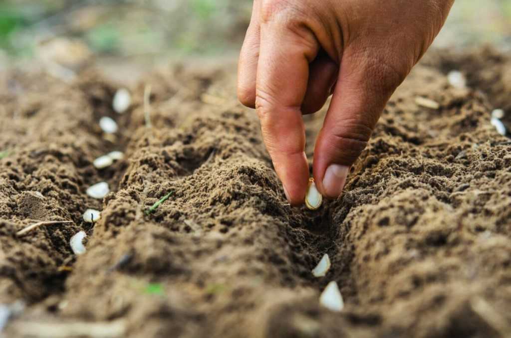 Выращивание чеснока: секреты хорошего урожая, как правильно посеять, уход в открытом грунта на грядке огорода, в теплице круглый год, под пленкой, технология  русский фермер