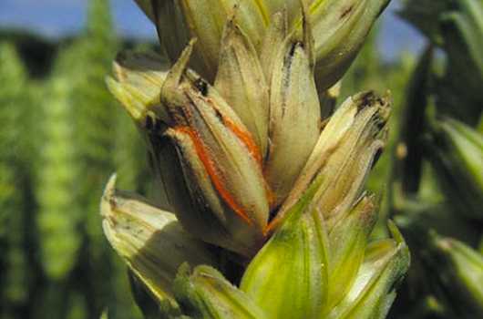 Фгбу северо-кавказская мвл - фузариоз колоса пшеницы.