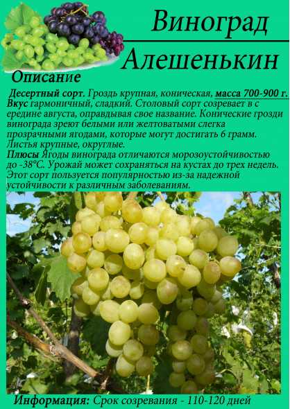 Алешенькин виноград: описание и характеристика сорта 328, как вырастить сеянцы, уход