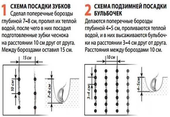 Схема посадки лука репчатого семейного