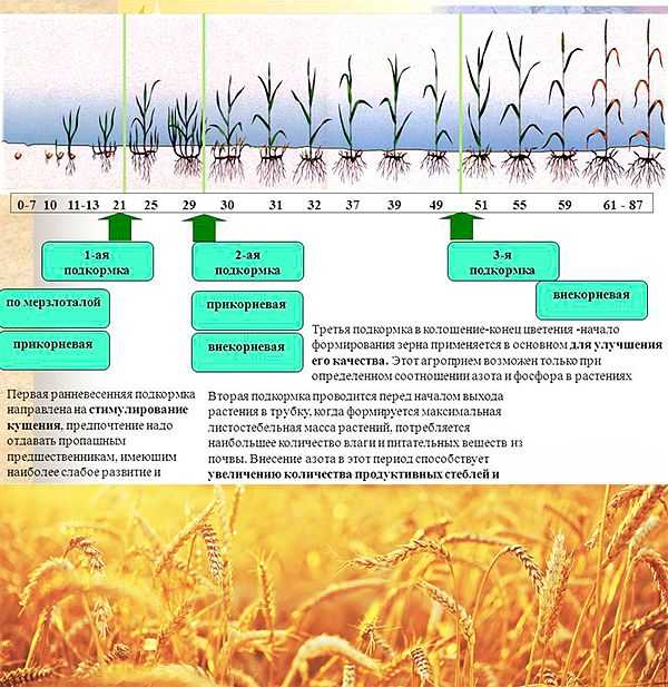 Подкормка озимой пшеницы, особенности удобрение озимых осенью — пропозиция