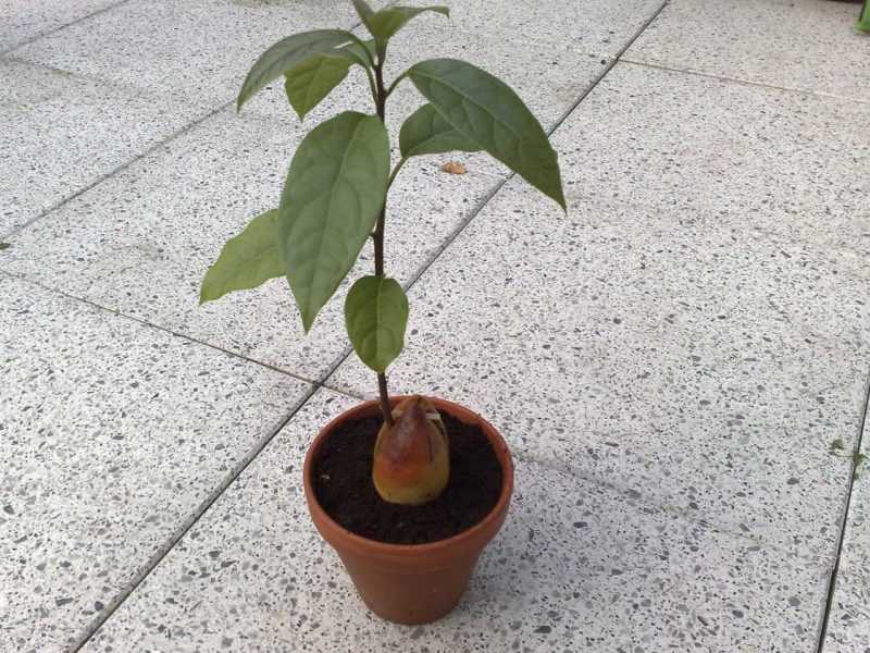 Как вырастить из косточки абрикосы