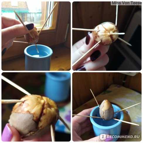 Как вырастить  авокадо из косточки | как прорастить авокадо