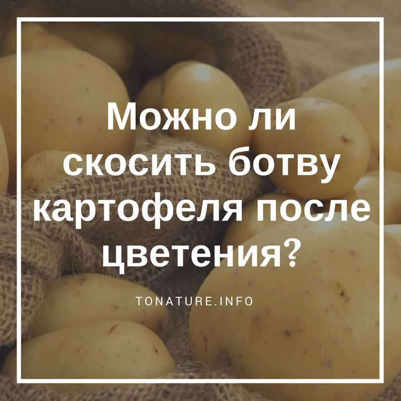 Картофельная ботва 3 причины для срезания ботвы (сроки)