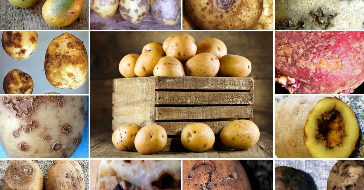 Болезни картофеля