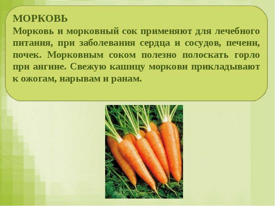Морковь: это растение или нет, к какому семейству относится, все о моркови, фото и описание, сколько весит и из чего состоит, характеристика плода, форма и цвет