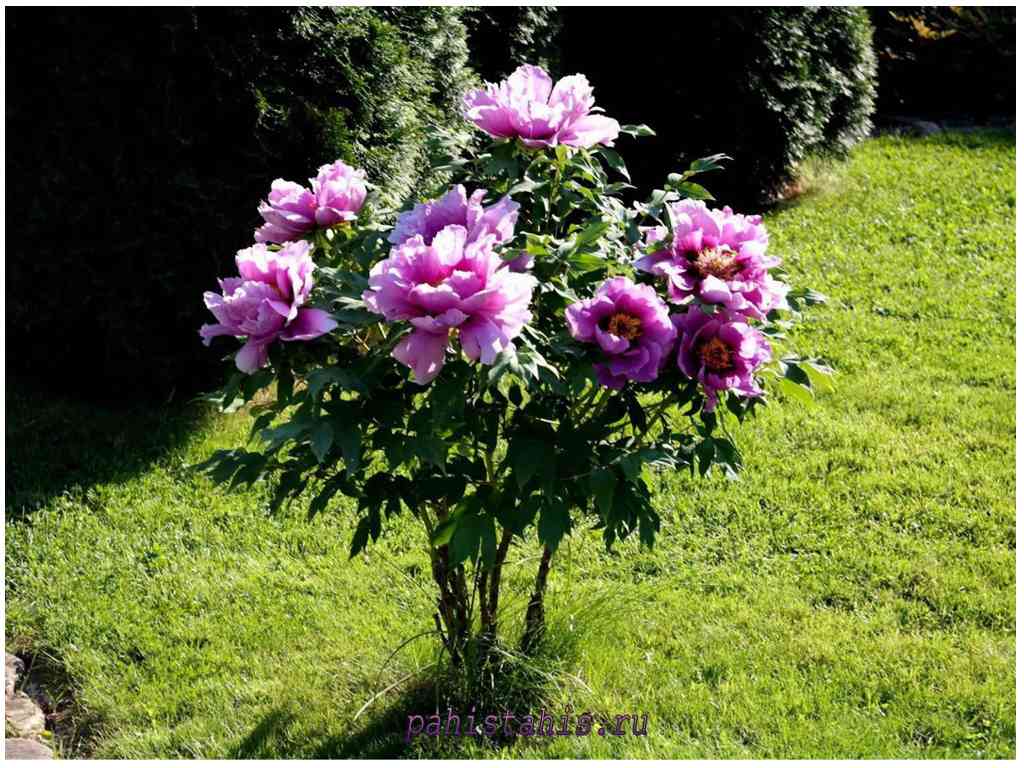 Фиолетовые розы: описание и особенности выращивания