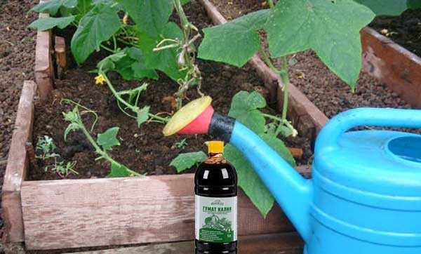 Удобрение сульфат калия: инструкция по применению в саду и огороде | удобрение почвы