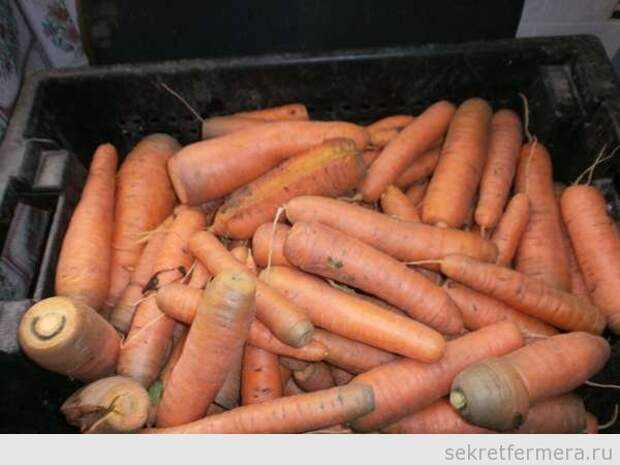 Как правильно обрезать свеклу и морковь на хранение