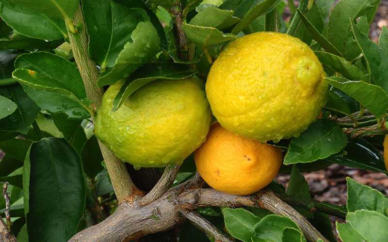 Лимон пандероза описание сорта фото