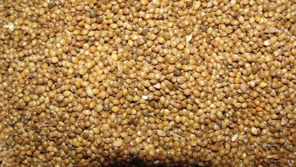 Фуражное зерно: что это такое? применение зернофуража