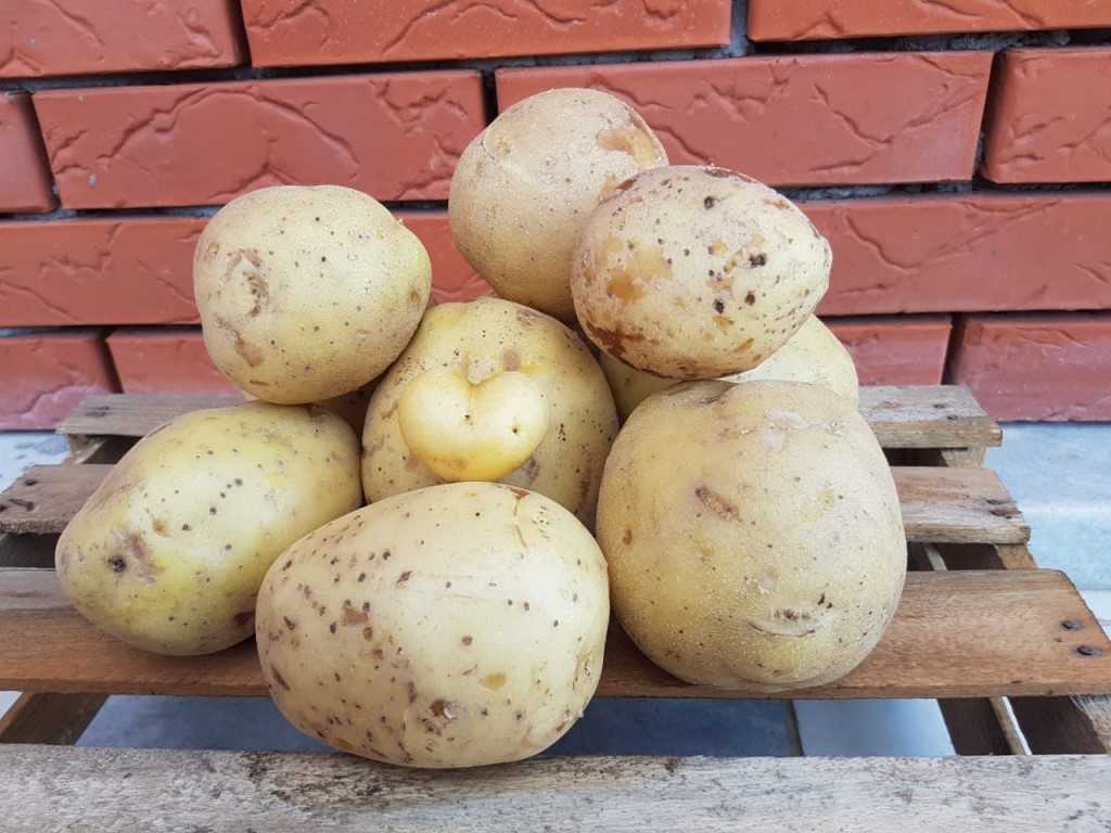 Картофель"аврора": описание сорта, характеристики и фото русский фермер