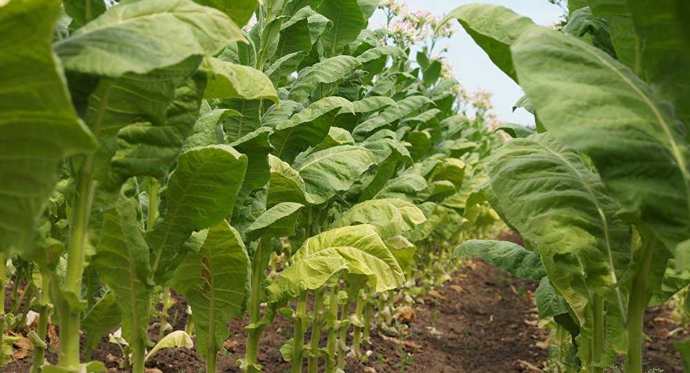 Особенности выращивания табака