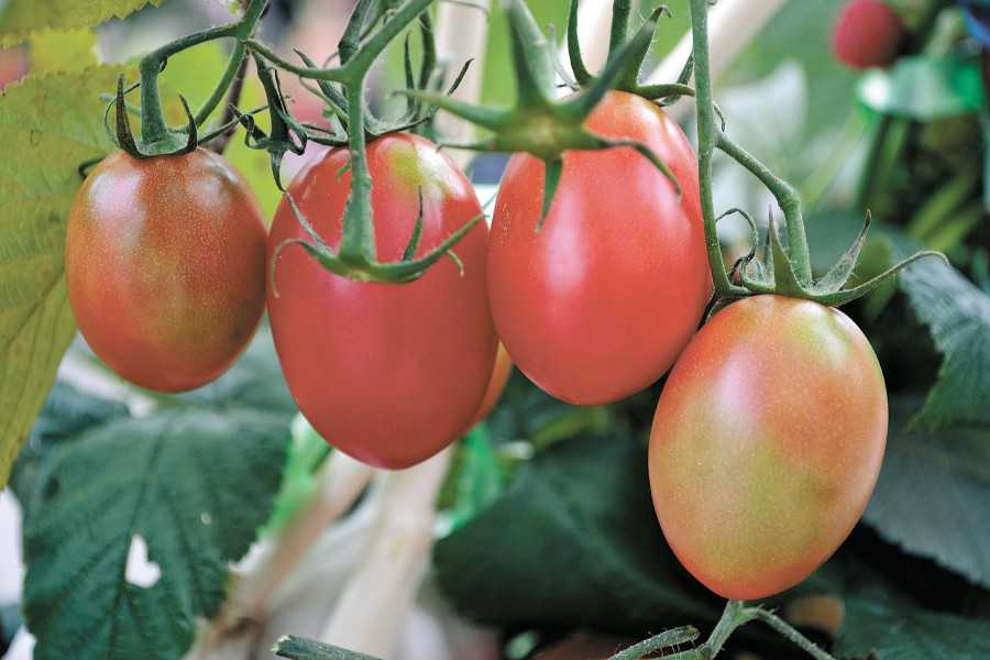 Крупные сорта помидоров – сладкие, лучшие🍅, топ-12, для открытого грунта, теплиц, фото и названия с описанием