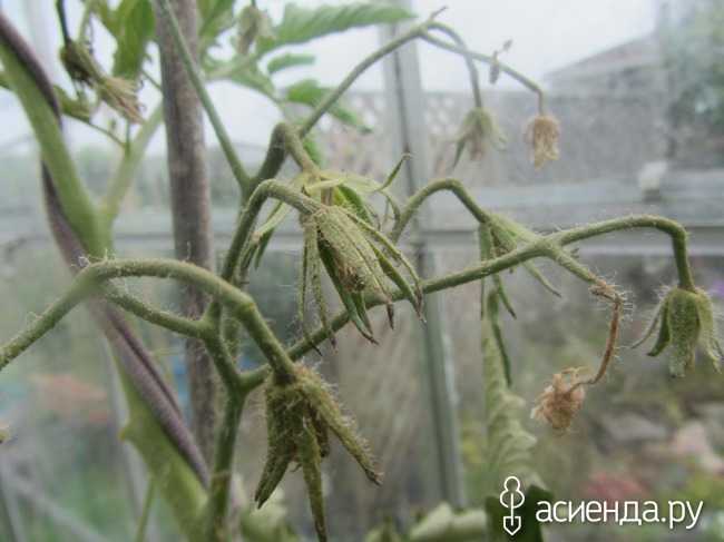 Плохо растет рассада помидоров - что делать, чем подкормить, причины плохого развития томатов дома