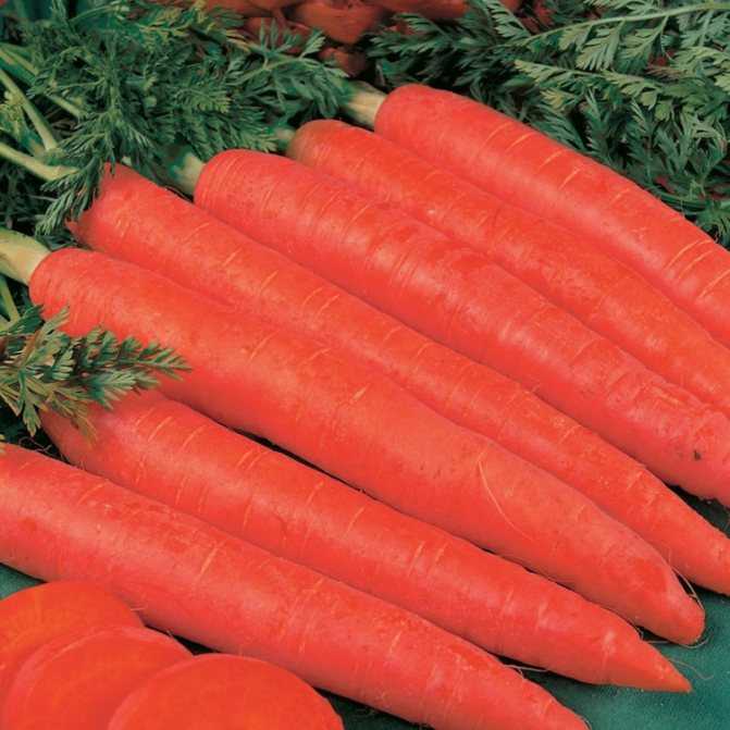 Лучшая морковь для тяжелых почв! морковь «ред кор f1»