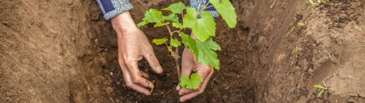Как выращивать виноград в средней полосе россии из черенков - сад и огород