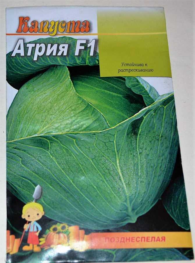 Сорт капусты атрия, описание, характеристика и отзывы, а также особенности выращивания