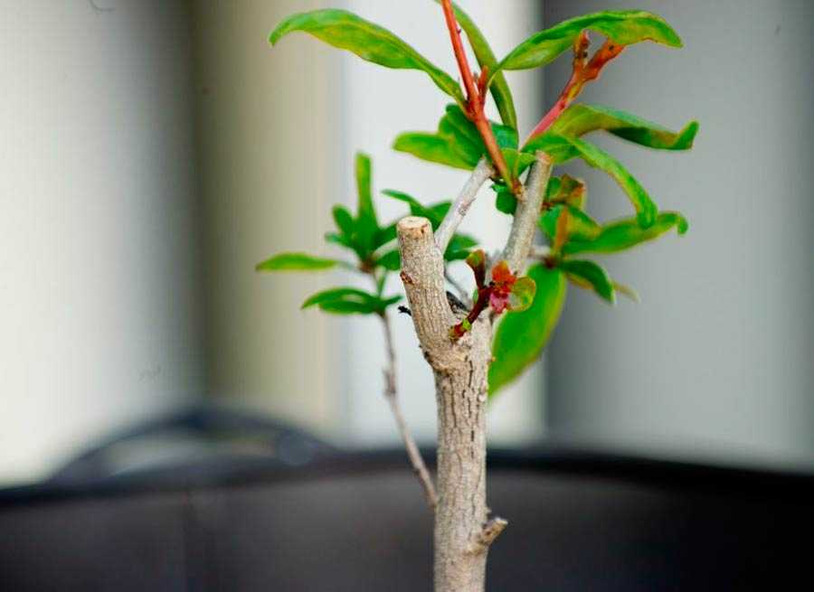 Гранатовое дерево в домашних условиях. уход, выращивание