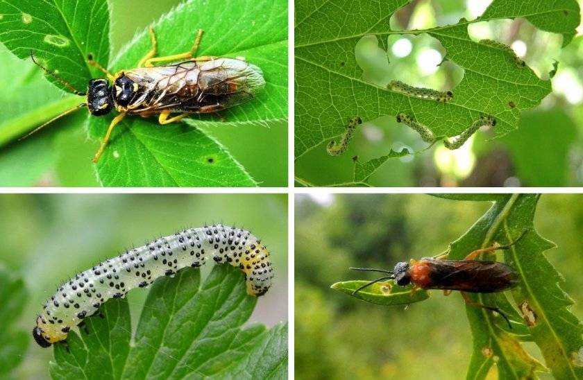 Гусеницы на крыжовнике объели листья: как бороться, чем обработать, способы избавиться