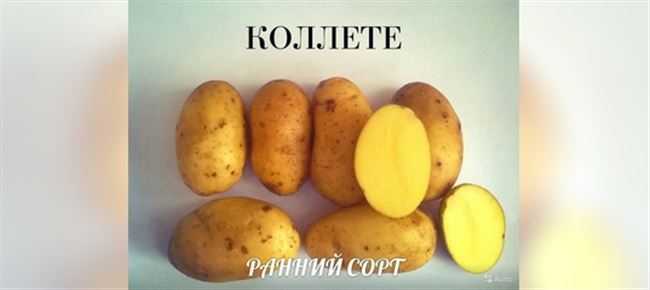 Высокоурожайный любимец дачников — картофель лина: описание сорта и отзывы
