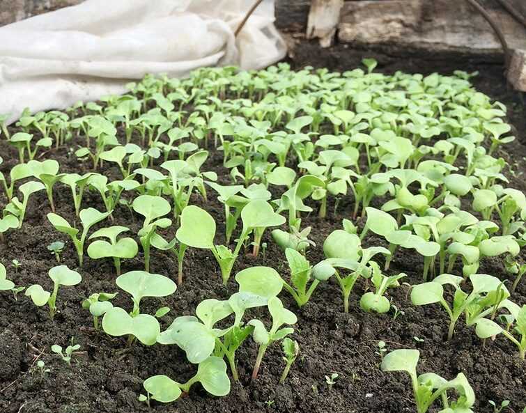 Когда и как сажать редис весной в открытый грунт, выращивание и уход