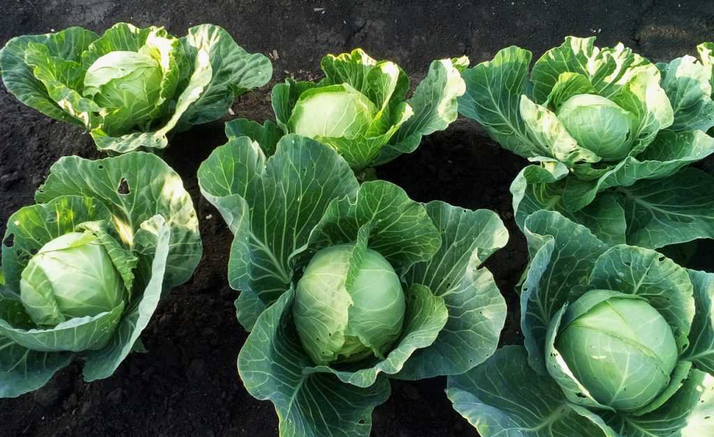 Лучшие 15 сортов поздней капусты для хранения на зиму и правила выращивания