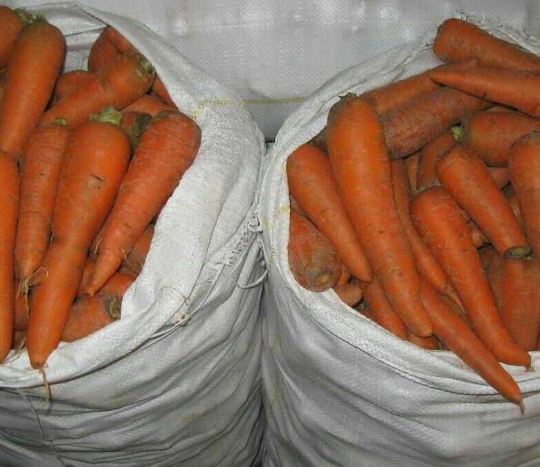 Морковные почему. всхожесть семян, горечь корнеплодов