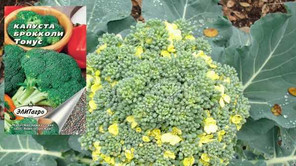Капуста брокколи агротехника выращивания. краткое знакомство | дачная жизнь