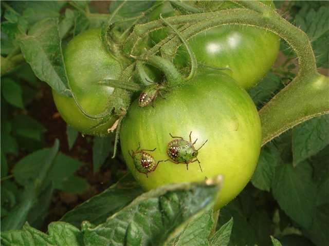 Гусеницы на помидорах в теплице: как бороться? эффективные методы и способы обработки