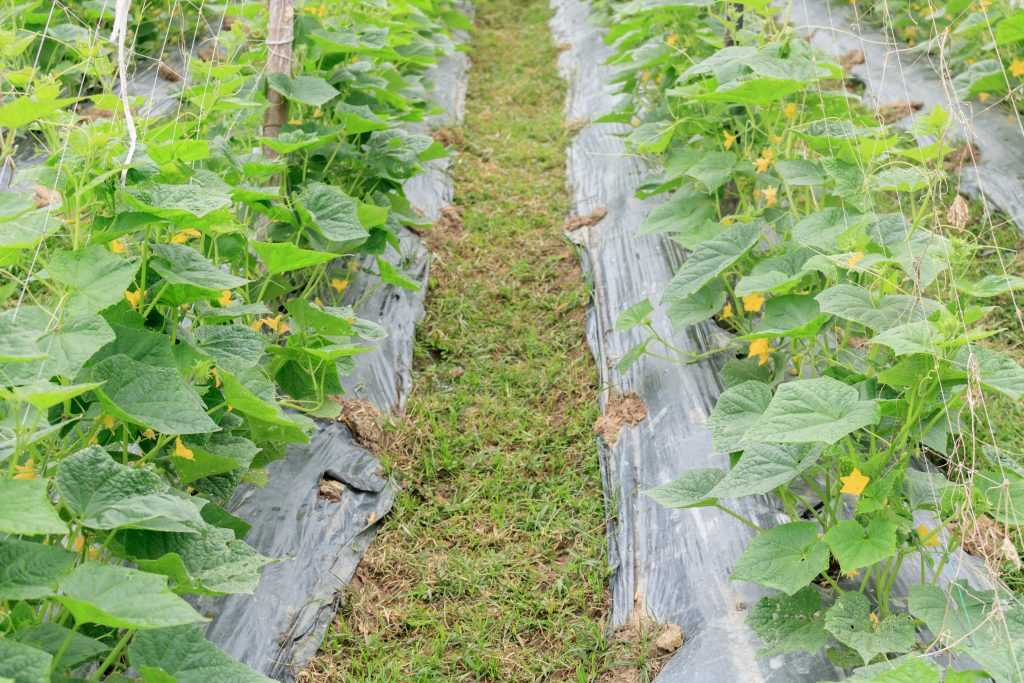 Как выращивать чеснок в домашних условиях и в огороде