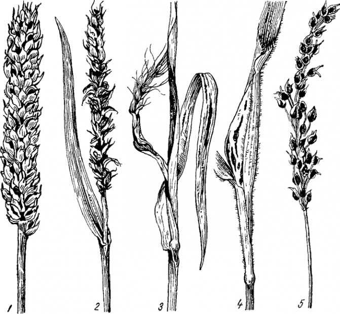 Болезнь пшеницы головня: твёрдая и пыльная, методы борьбы с заболеванием, в каких фазах заражается, фото заражённых колосков
