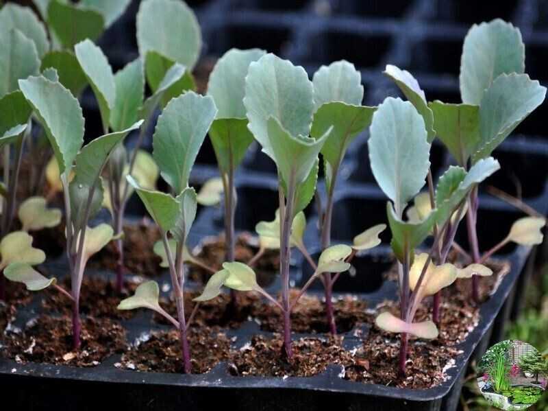 Брокколи: выращивание и уход в открытом грунте