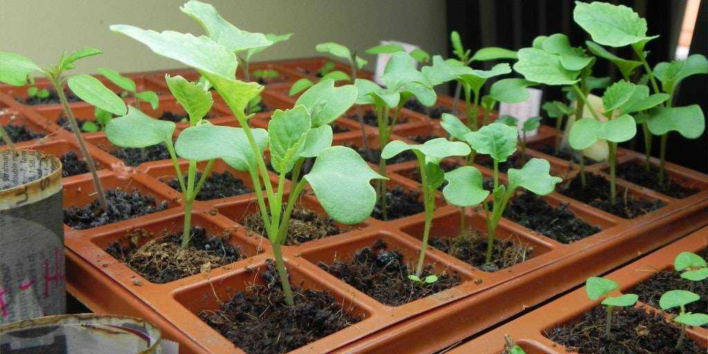 Когда и как сажать рассаду капусты - сроки посадки в домашних условиях и правила выращивания крепкой рассады