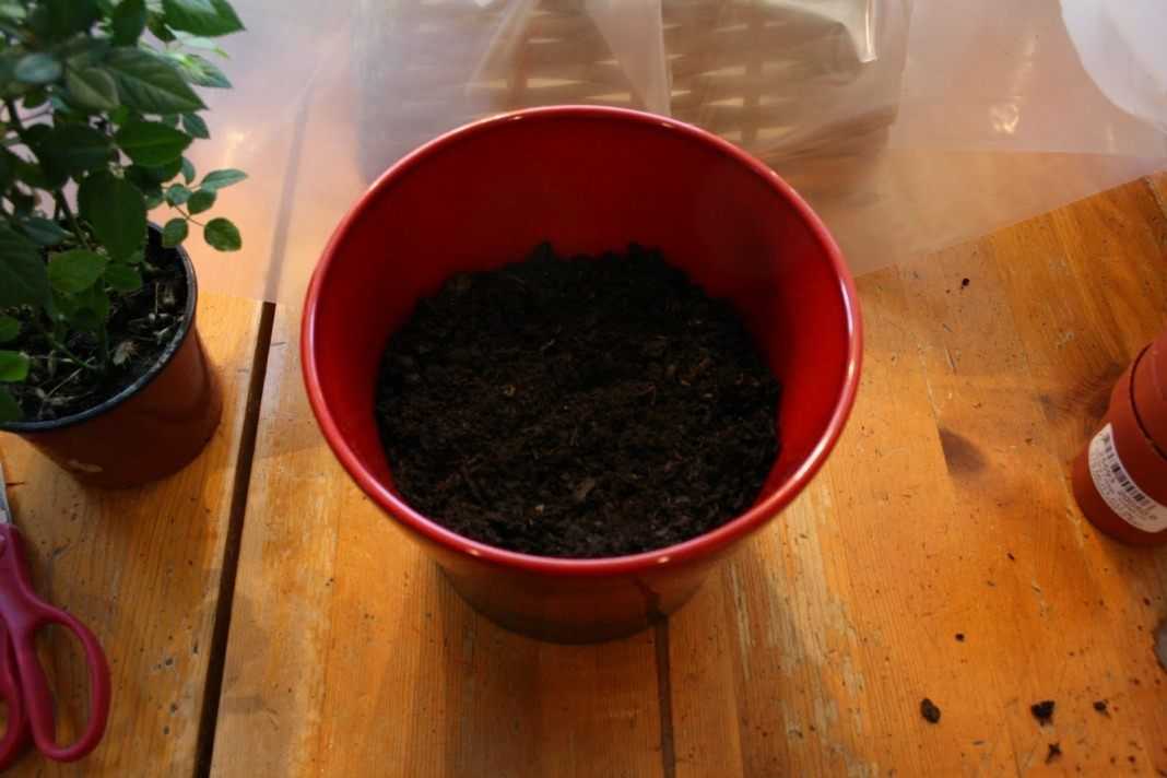 Рекомендации и советы по выращиванию комнатного растения граната в домашних условиях