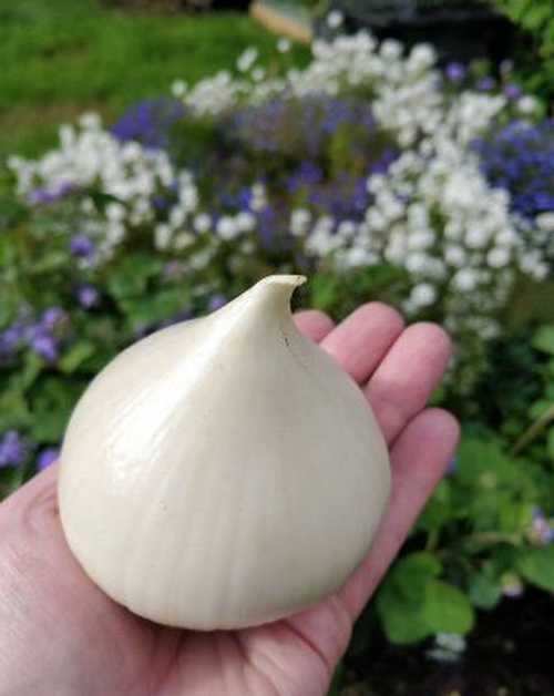 Лук-анзур (25 фото): горный лук гигантский и суворова, выращивание лука-чеснока и его описание. сорта для подмосковья