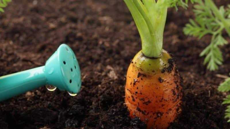 Полив моркови в открытом грунте: как часто, правила, схемы