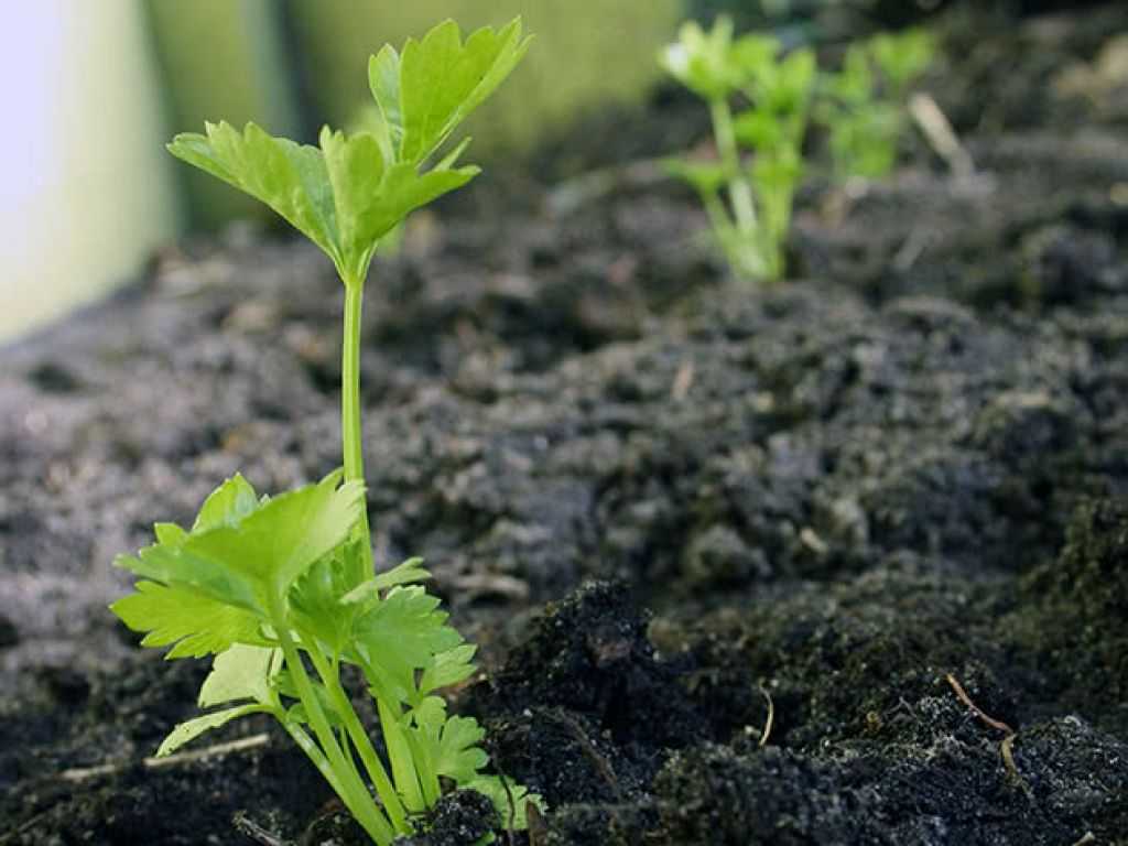 Секреты выращивания сельдерея в открытом грунте: посадка и уход :: syl.ru