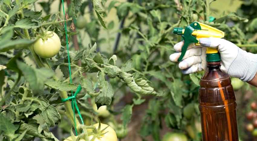 Основные тонкости проведения подкормок для помидоров в теплице: когда, как правильно и какие удобрения вносить?