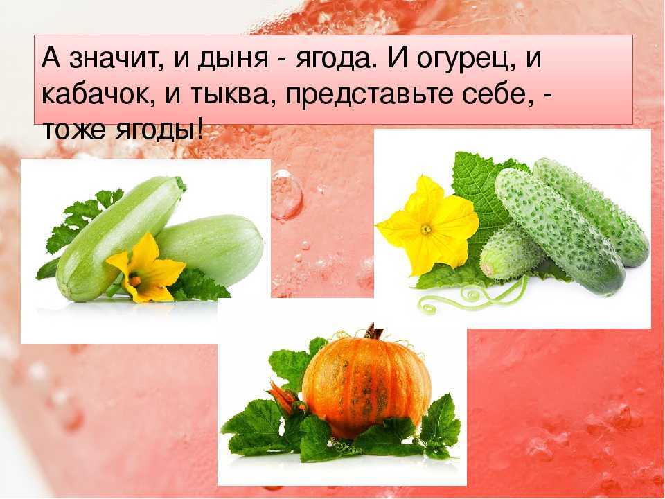Почему арбуз ягода: ботаническое описание, чем считается арбуз, тыквиной, ягодой, фруктом или овощем