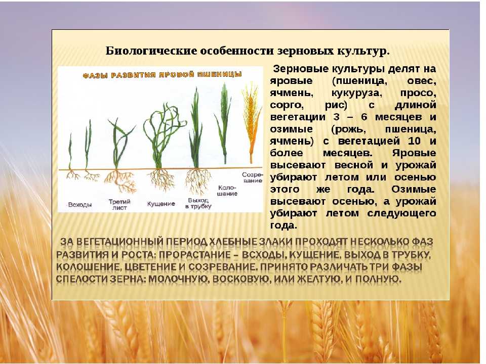 Развитие товарной классификации зерна пшеницы в ссср и россии