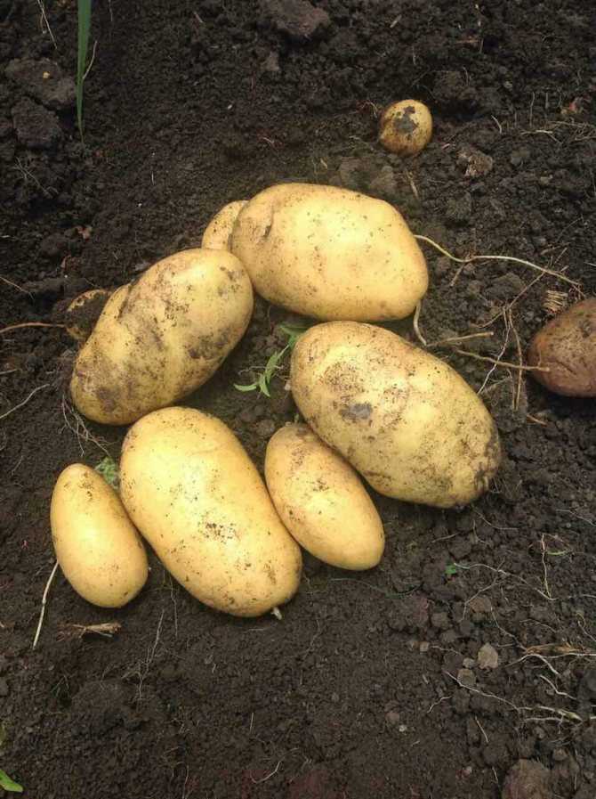 Картофель коломбо: фото, описание сорта, отзывы тех кто сажал