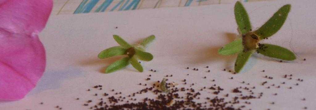 Как собирать семена петунии и выращивать из них цветы? :: syl.ru