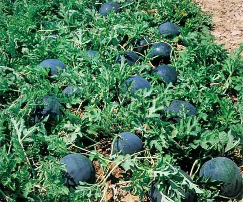 Арбуз огонек: описание сорта и характеристики, выращивание в открытом грунте, отзывы