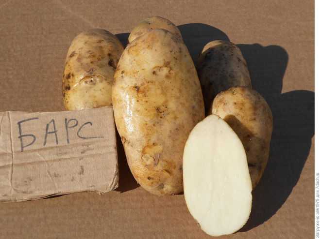 Картофель чародей: характеристика сорта, отзывы (фото)