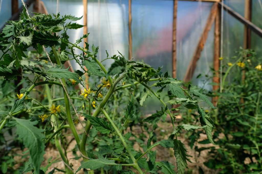 Пандемия огородного масштаба. как предотвратить фитофтороз томатов?
